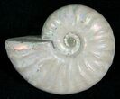 Silver Iridescent Ammonite - Madagascar #5345-2